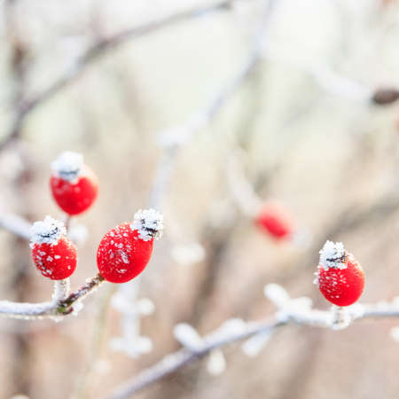 Winter background, red berries on the frozen branches covered with hoarfrost の写真素材