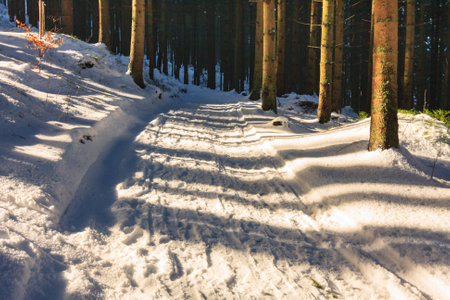 winter forest, Rusinowa Polana, High Tatras, Polandの写真素材