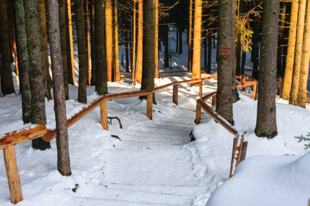 winter forest, Rusinowa Polana, High Tatras, Polandの写真素材