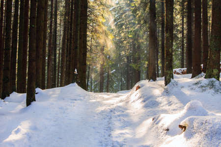 winter forest, Rusinowa Polana, High Tatras, Polandの写真素材