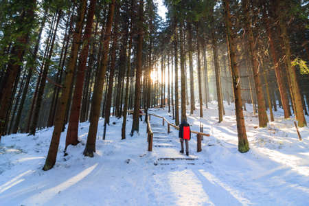 winter forest, Rusinowa Polana, High Tatras, Polandの写真素材