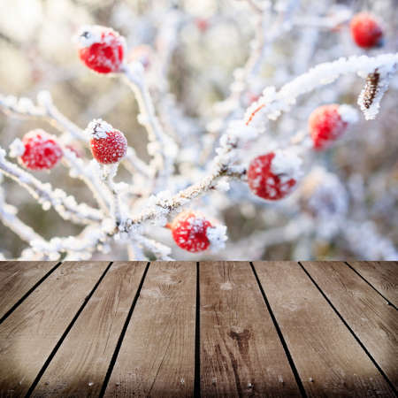 Winter background, red berries on the frozen branches covered with hoarfrost の写真素材