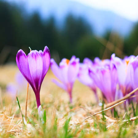 Blooming violet crocuses, spring flowerの写真素材