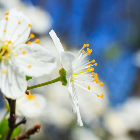white blossoms in spring 