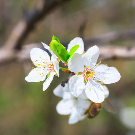 white blossoms in spring 