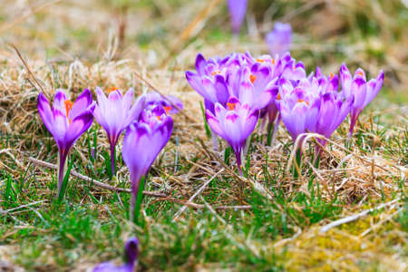 Blooming violet crocuses, spring flowerの写真素材