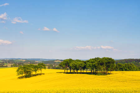 Landscape with yellow rapeseed field 