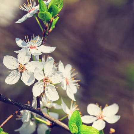vintage white blossoms in springの写真素材