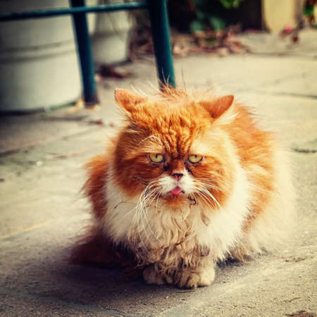 vintage portrait of small kittyの写真素材