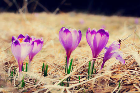 vintage blooming violet crocuses, spring flowerの写真素材