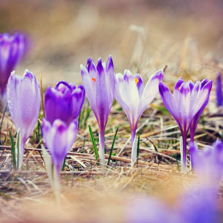 vintage blooming violet crocuses, spring flower
