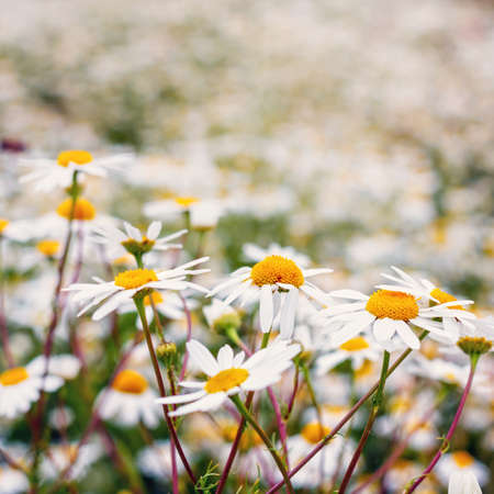 Vintage field of white camomilesの写真素材