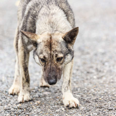 furious dog