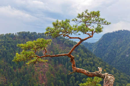 pine, most famous tree in Pieniny Mountains, Poland 