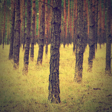vintage forest background の写真素材