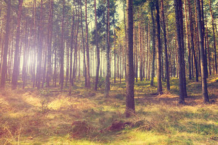 vintage forest background の写真素材