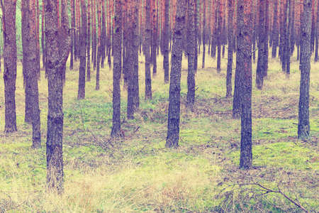 vintage forest background
