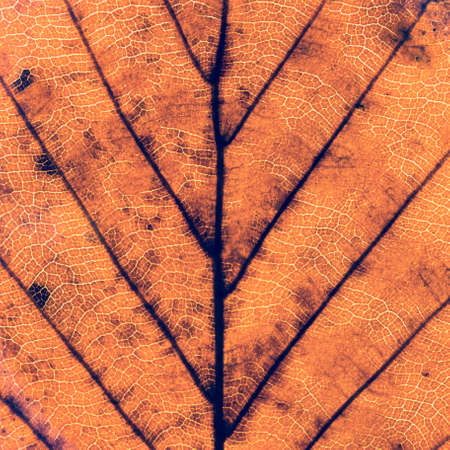 Colorful background of autumn leaf, vintage look