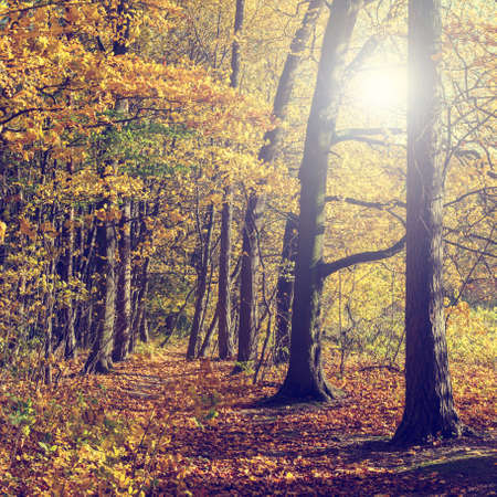 Colorful autumn trees in forest, vintage lookの写真素材