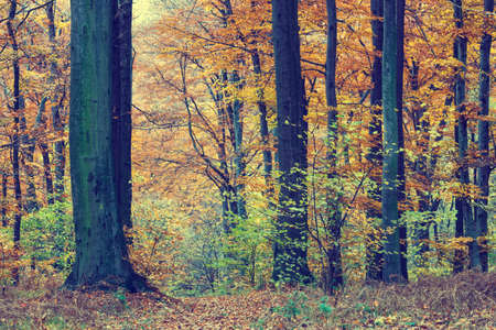 Colorful autumn trees in forest, vintage lookの写真素材