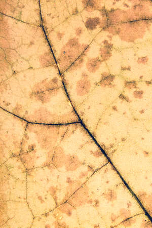 Colorful background of autumn leaf, vintage look