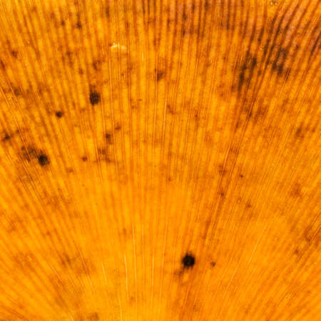 Colorful background of autumn leaf, vintage lookの写真素材