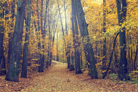 Colorful autumn trees in forest, vintage lookの写真素材
