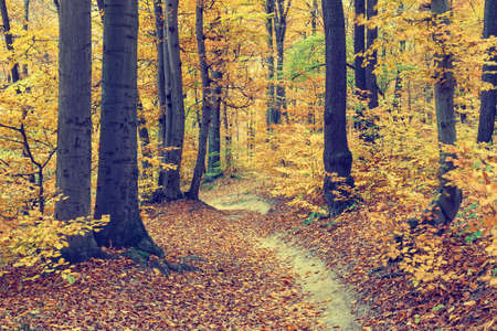 Colorful autumn trees in forest, vintage lookの写真素材