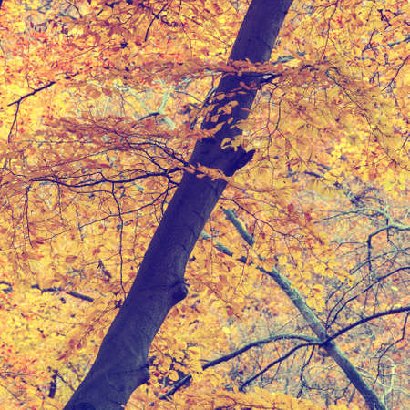 Colorful autumn trees in forest, vintage look