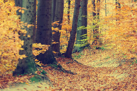 Colorful autumn trees in forest, vintage lookの写真素材