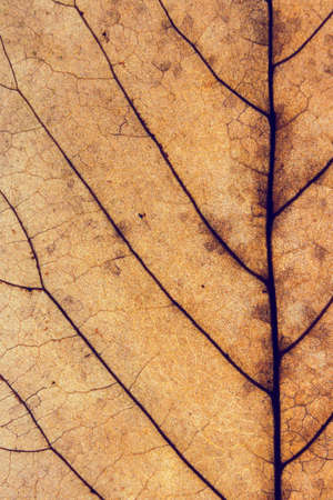 Colorful background of autumn leaf, vintage lookの写真素材