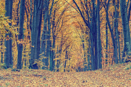 Colorful autumn trees in forest, vintage lookの写真素材