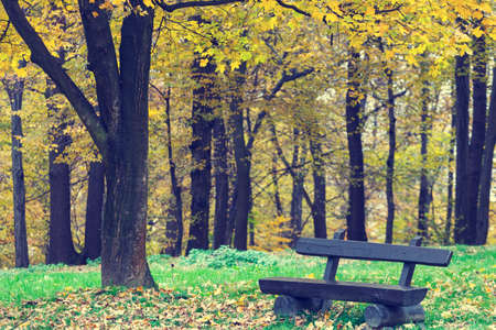 bench in the autumn park, vintage lookの写真素材