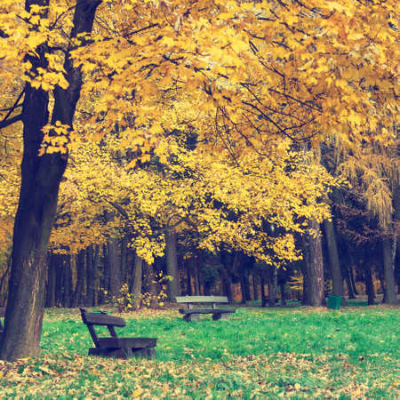 bench in the autumn park, vintage lookの写真素材
