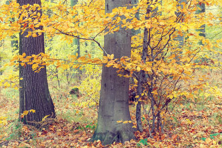 Colorful autumn trees in forest, vintage look