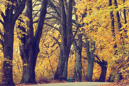 Autumn landscape with road and beautiful colored trees, vintage lookの写真素材