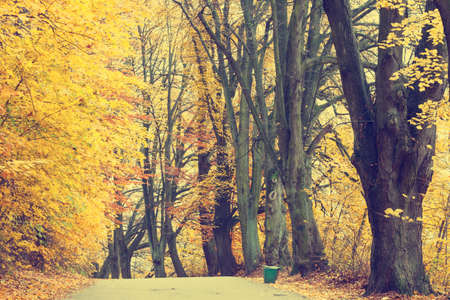 Autumn landscape with road and beautiful colored trees, vintage lookの写真素材