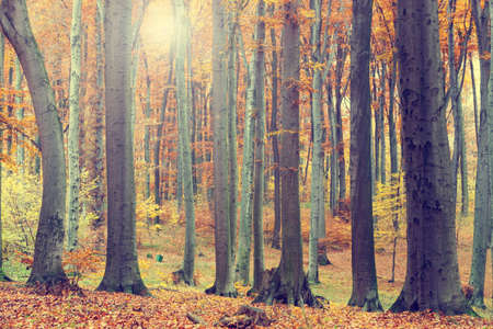 Colorful autumn trees in forest, vintage look