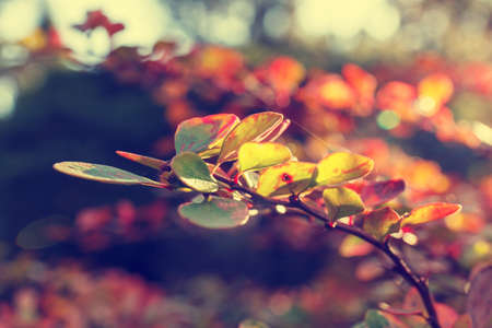 Colorful background of autumn leaf, vintage lookの写真素材