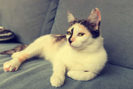 bored cat lying on the sofaの写真素材