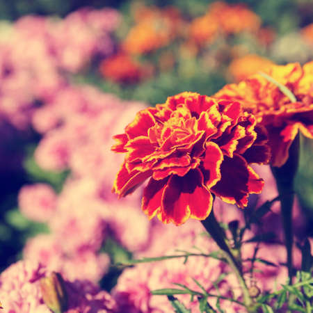 red flower in a botanical garden, vintage lookの写真素材