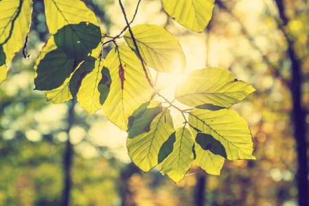 Colorful background of autumn leaf, vintage lookの写真素材