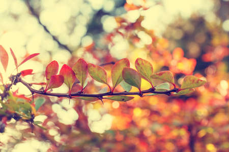 Colorful background of autumn leaf, vintage lookの写真素材
