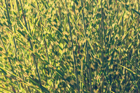 clump of high grass, natural backgroundの写真素材