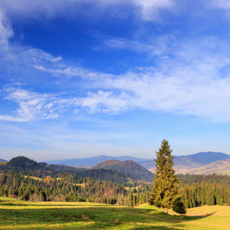 Lonely tree  in the mountainsの写真素材