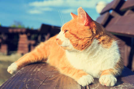 Ginger cat lying on a benchの写真素材