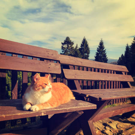 Ginger cat lying on a benchの写真素材