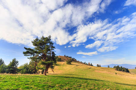 Lonely tree  in the mountainsの写真素材