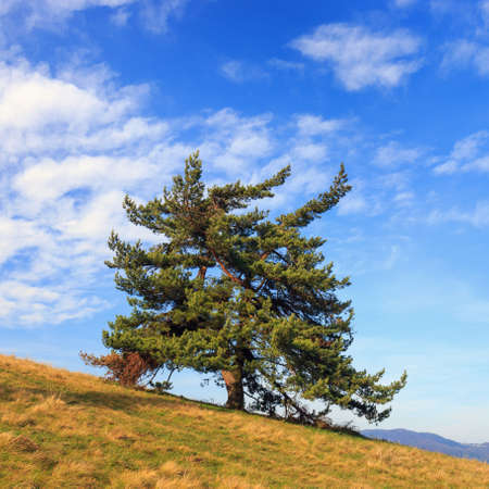 Lonely tree  in the mountainsの写真素材