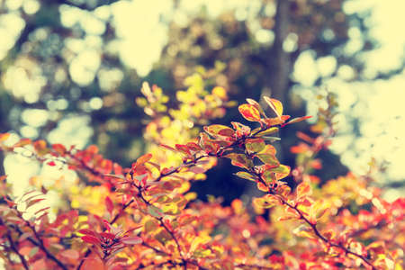 Colorful background of autumn leaf, vintage lookの写真素材